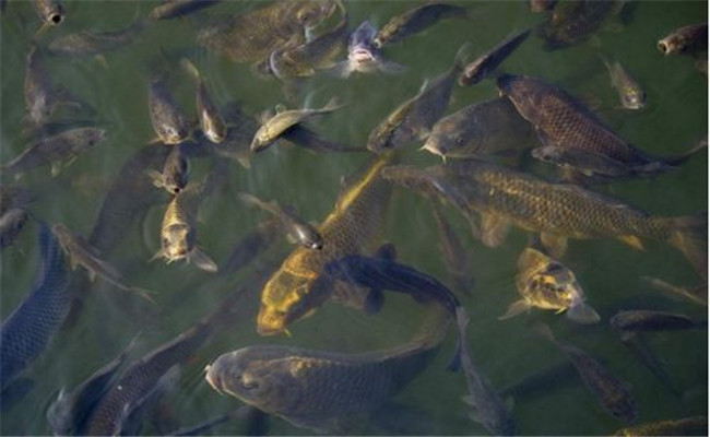 鯽魚(yú)飼喂注意事項