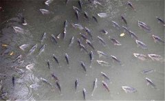鯽魚(yú)在什么季節產(chǎn)卵，鯽魚(yú)產(chǎn)卵需要什么條件