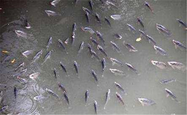 鯽魚(yú)在什么季節產(chǎn)卵