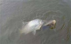 鯽魚(yú)生活在哪個(gè)水層，鯽魚(yú)最大能長(cháng)多少斤