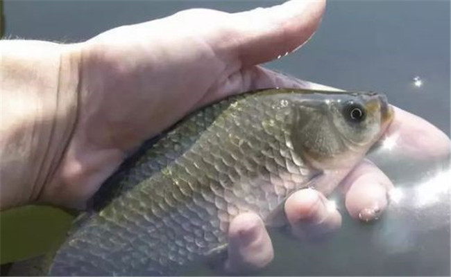 鯽魚(yú)生長(cháng)速度有多快