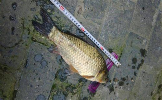 鯽魚(yú)最大能長(cháng)多少斤