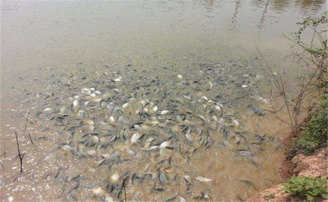 鯽魚(yú)養殖密度多少合適