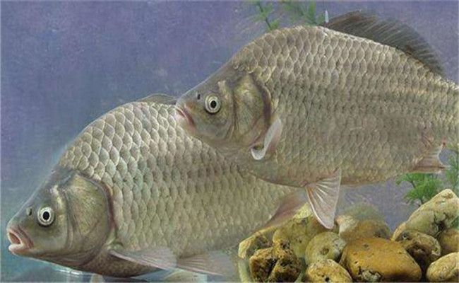 鯽魚(yú)養殖周期一般是多久