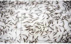 鯽魚(yú)是怎么繁殖的？鯽魚(yú)的發(fā)育過(guò)程簡(jiǎn)介