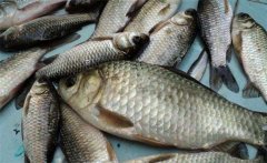 鯽魚(yú)是淡水魚(yú)還是海魚(yú)？鯽魚(yú)主要品種簡(jiǎn)介