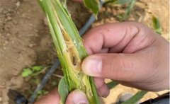 生姜種植如何防治姜薊馬？姜薊馬用什么藥？