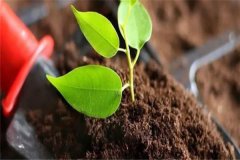 多菌靈可以直接澆灌嗎？如何使用多菌靈灌根？