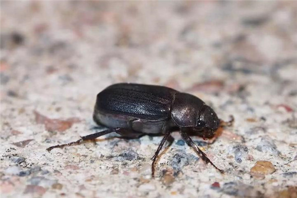 多菌靈能殺死害蟲(chóng)嗎