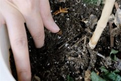 多菌靈可以直接拌花土嗎？多菌靈土壤消毒方法