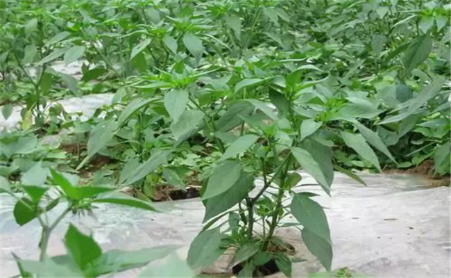 辣椒的生長(cháng)習性