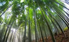 毛竹的生長(cháng)特點(diǎn)，毛竹的變種、變型及品種簡(jiǎn)介