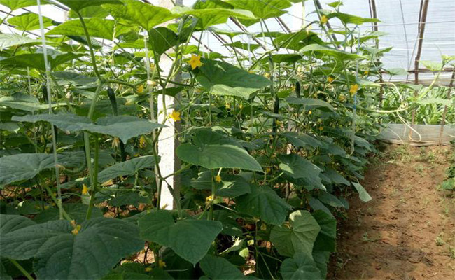 黃瓜生長(cháng)的幾個(gè)階段