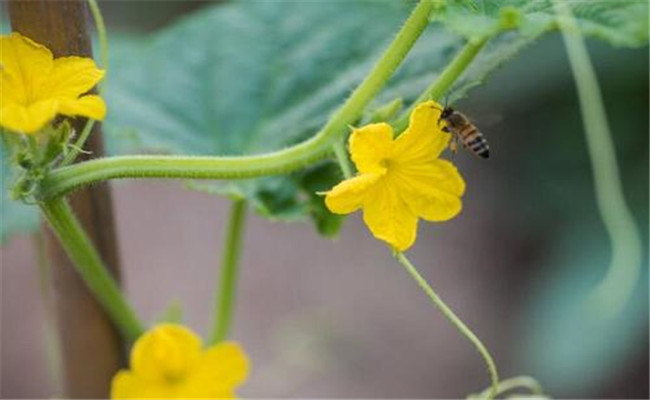 黃瓜開(kāi)雄花不結果怎么辦