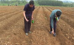 豇豆苗期如何管理？如何確定豇豆的移栽苗齡？