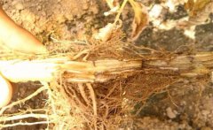 怎樣防治黃花菜根腐病，發(fā)病原因是什么？
