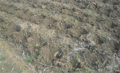 怎樣給黃花菜施肥？黃花菜不同生長(cháng)期施什么肥