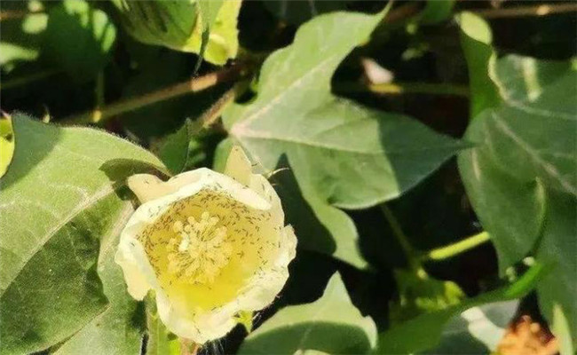 花薊馬的發(fā)生規律