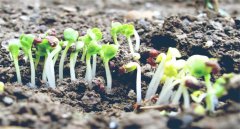 大白菜生長(cháng)分幾個(gè)階段 大白菜種植該注意什么
