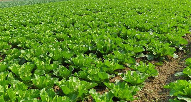 大白菜的生長(cháng)周期是多久