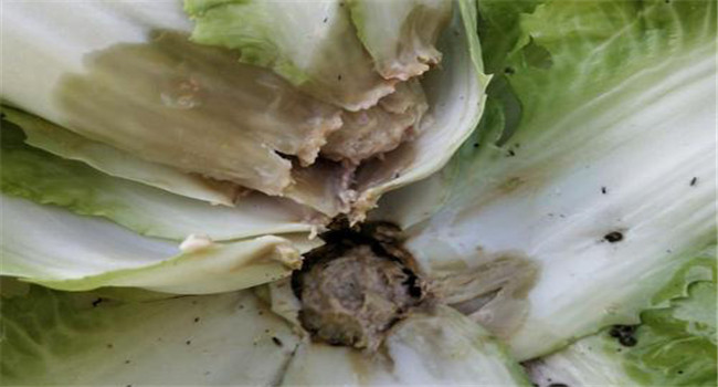 白菜根部為什么會(huì )腐爛