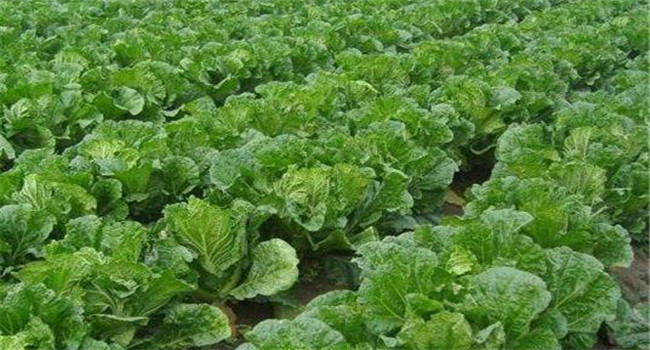 大白菜生長(cháng)的溫度是多少