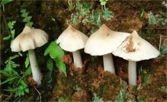 雞縱菌一般長(cháng)在什么地方 雞縱菌能不能人工種植