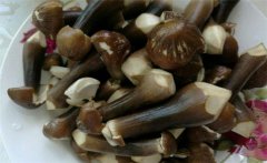 雞縱菌的功效與作用有哪些 雞樅菌如何長(cháng)期保存