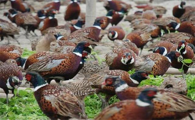 野雞吃什么食物、怎么喂養