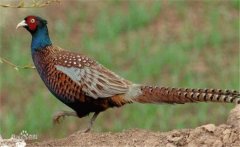 野雞是幾級保護動(dòng)物 獵殺野雞有何法律后果