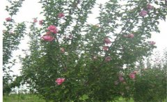 木槿是喬木還是灌木，木槿樹(shù)什么時(shí)候開(kāi)花？