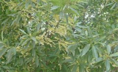 杜英是常綠還是落葉、杜英是喬木還是灌木