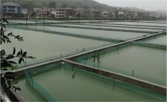 養殖泥鰍的利潤有多少 為什么一般不建議養泥鰍