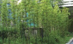 紫竹怎么養才能更旺盛？紫竹的園林用途