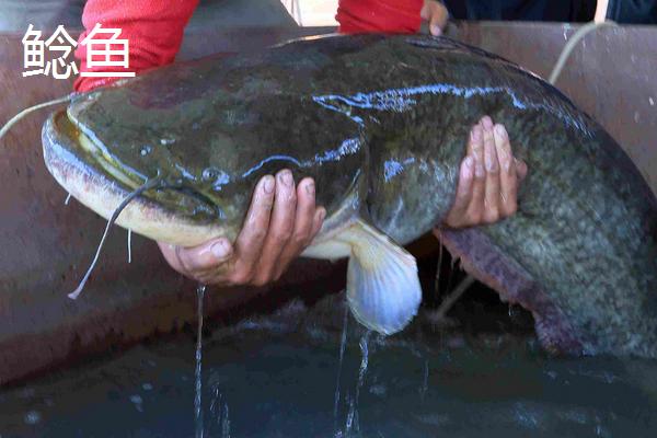 黑魚(yú)與鯰魚(yú)有什么區別