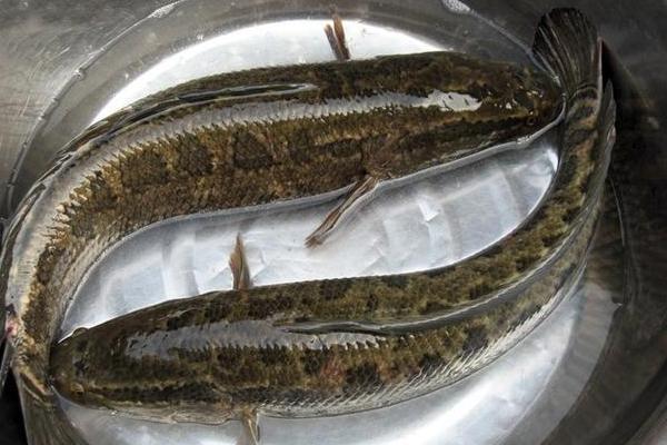 黑魚(yú)最大能長(cháng)多少斤