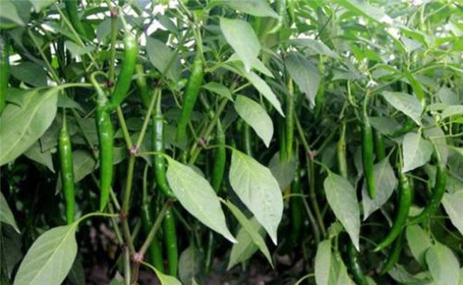 辣椒盛果重高鉀，花多豐產(chǎn)滿(mǎn)地紅