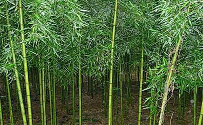早園竹能長(cháng)多高