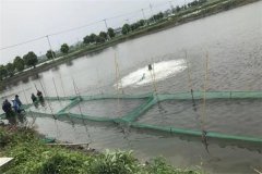 黃顙魚(yú)的養殖基本知識：池塘黃顙魚(yú)養殖技術(shù)