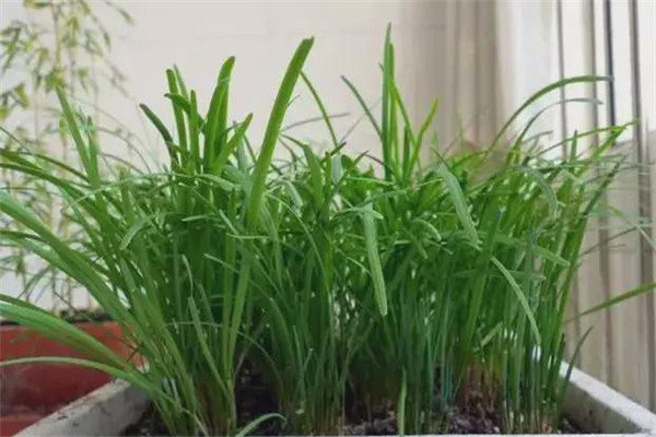 家里陽(yáng)臺可以種植韭菜嗎
