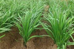 種韭菜用什么肥料長(cháng)得好 冬季韭菜如何管理