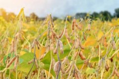 大豆收獲時(shí)間是什么時(shí)候，大豆有哪些種類(lèi)？