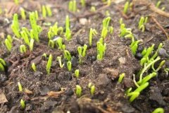 洋蔥育苗多長(cháng)時(shí)間能出苗？洋蔥育苗方法與時(shí)間