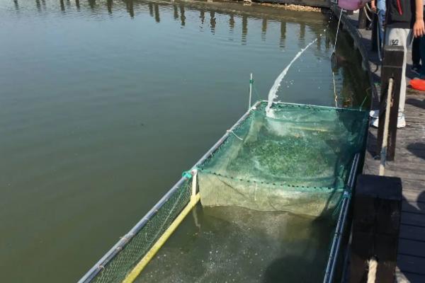 敵百殺魚(yú)塘能用嗎