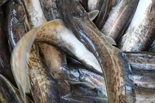 放養大口鯰魚(yú)應做準備