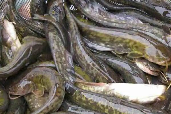 養殖大口鯰魚(yú)的環(huán)境要求