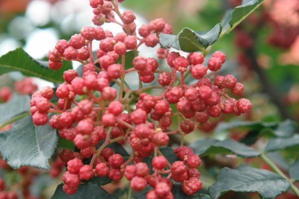 花椒樹(shù)幾年結果