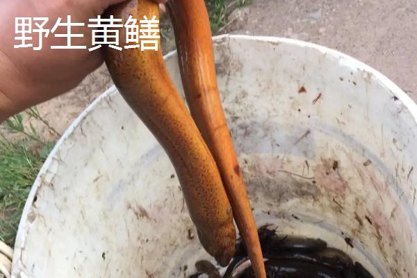 野生黃鱔和養殖黃鱔的區別