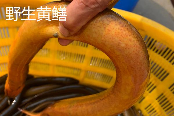 野生黃鱔和養殖黃鱔的區別