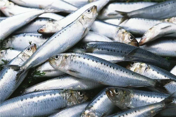 海水魚(yú)養殖主要種類(lèi)